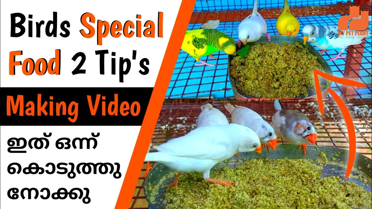 Birds Special Food Making Video | How to Feed New Food for Fiches & Love Birds | MY PET PLANT