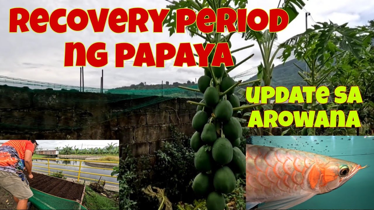 Nakapag tanim pa kahit may duty sa lechonhouse | Pasyalan natin ang arowana