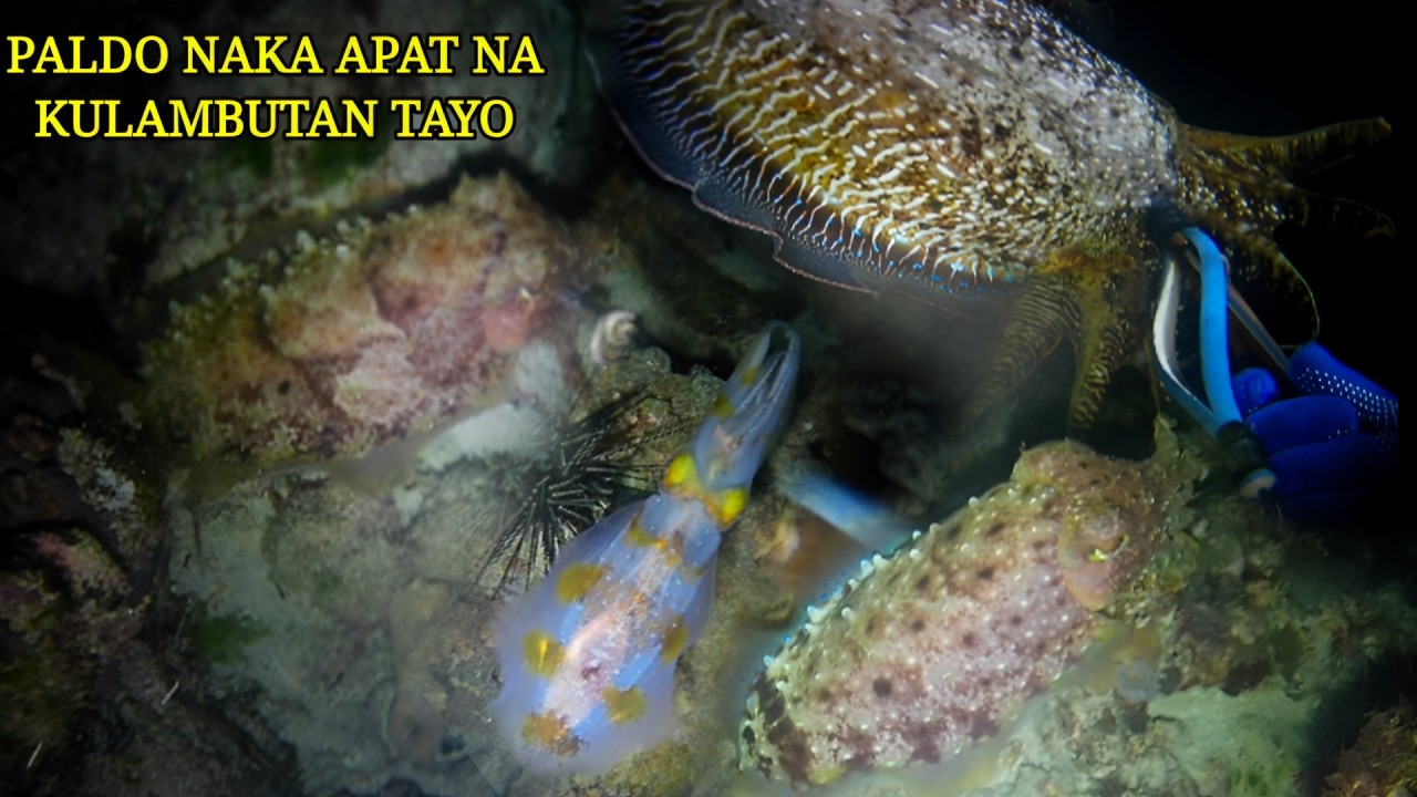 EP 470:  PALDO NAKA APAT NA KULAMBUTAN TAYO 🙏🙏