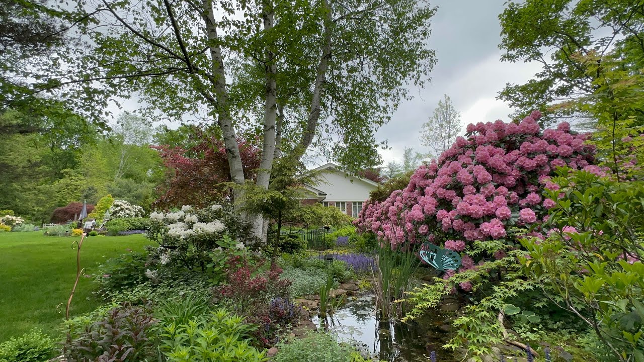 Lingering Around (Spring garden 5/13-20/2024)
