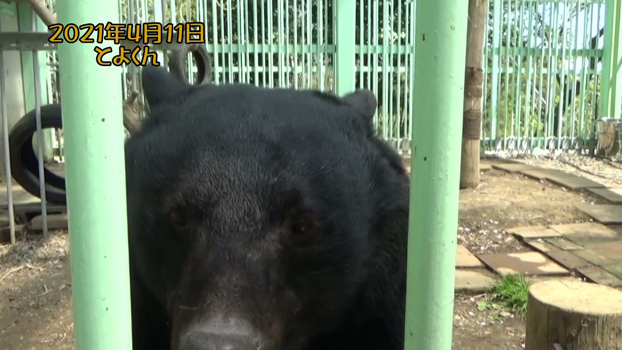 2021年４月11日撮影 とよ