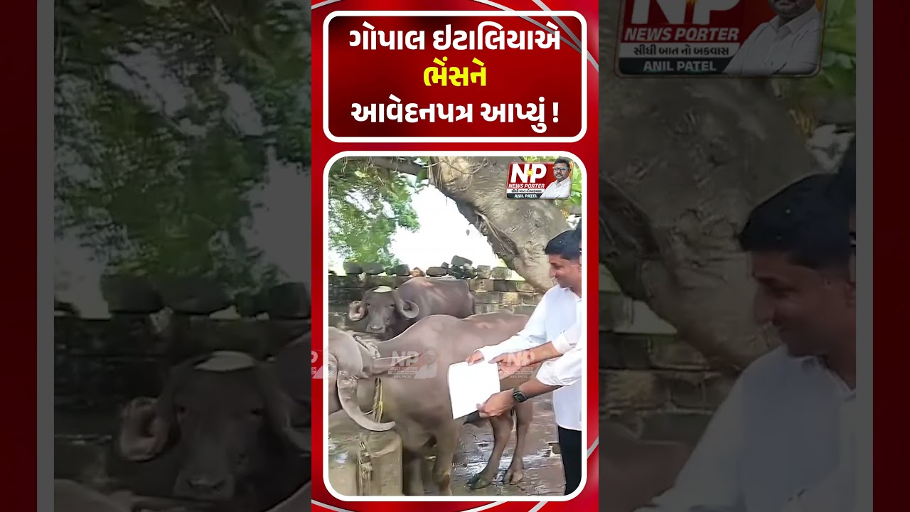 ગોપાલ ઇટાલિયાએ ભેંસને આવેદનપત્ર આપ્યું ! | GOPAL ITALIA | KHEDUT | SHORTS | NP NEWS | GUJARAT KHEDUT