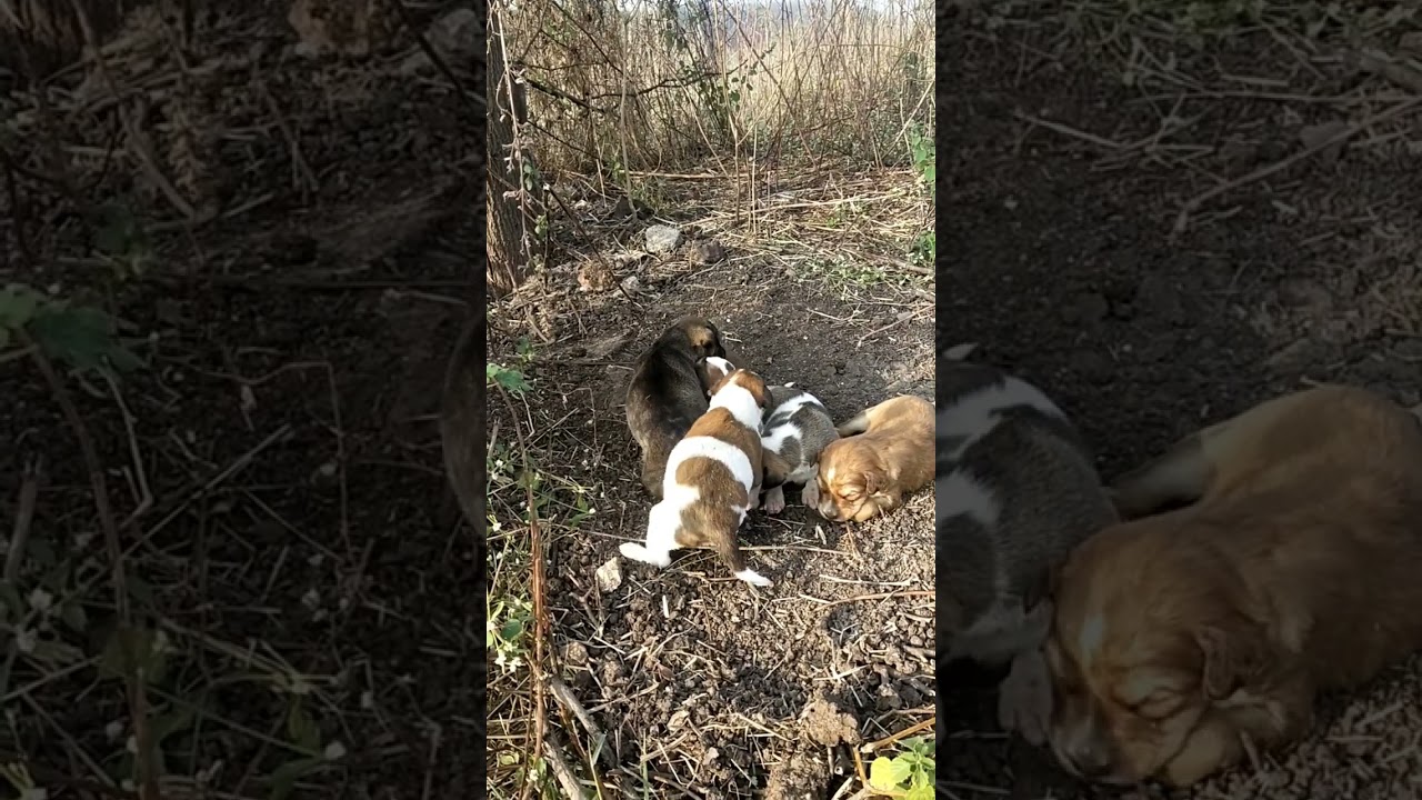 Puppies born in the field| Indian dogs #puppies fun #shorts#youtube short#new born puppies#puppylove