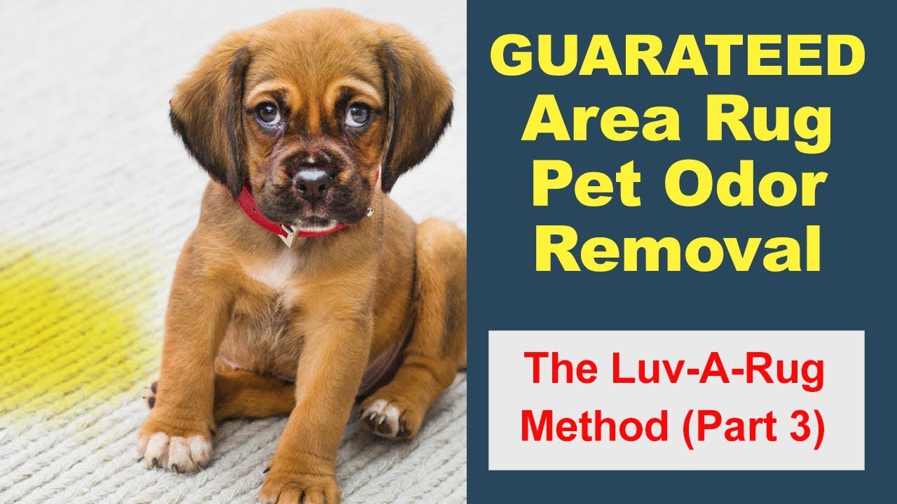 Pet Odor Removal From Area Rugs in Victoria BC - By Luv-A-Rug #3