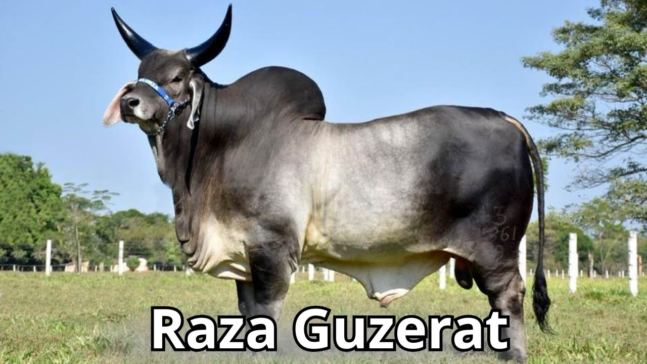 Raza de ganado Guzerat: La raza doble propósito más versátil