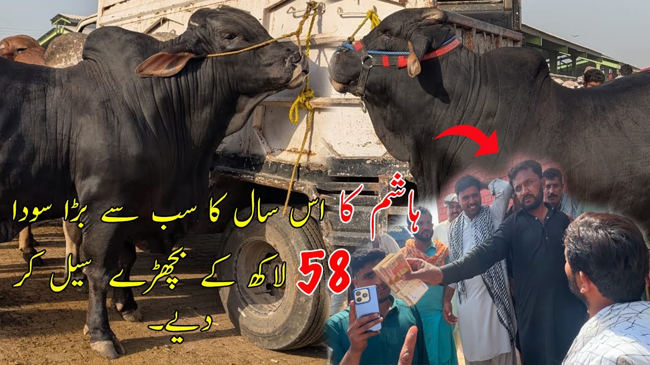 Hashim Ka Brahman Bachron Ki Live Deal 58 Lakh Main Soda Done Ho Gya @SSTvs