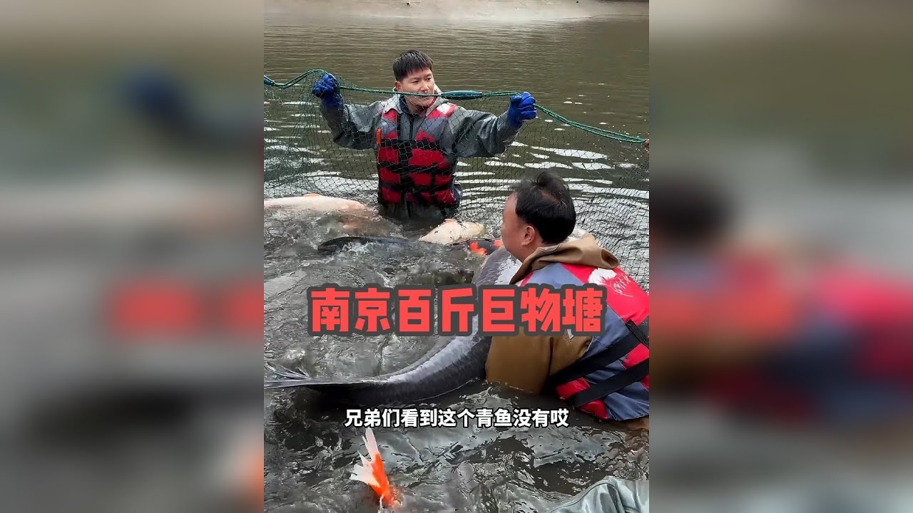这次南京百斤巨物，表哥终于要赚了？