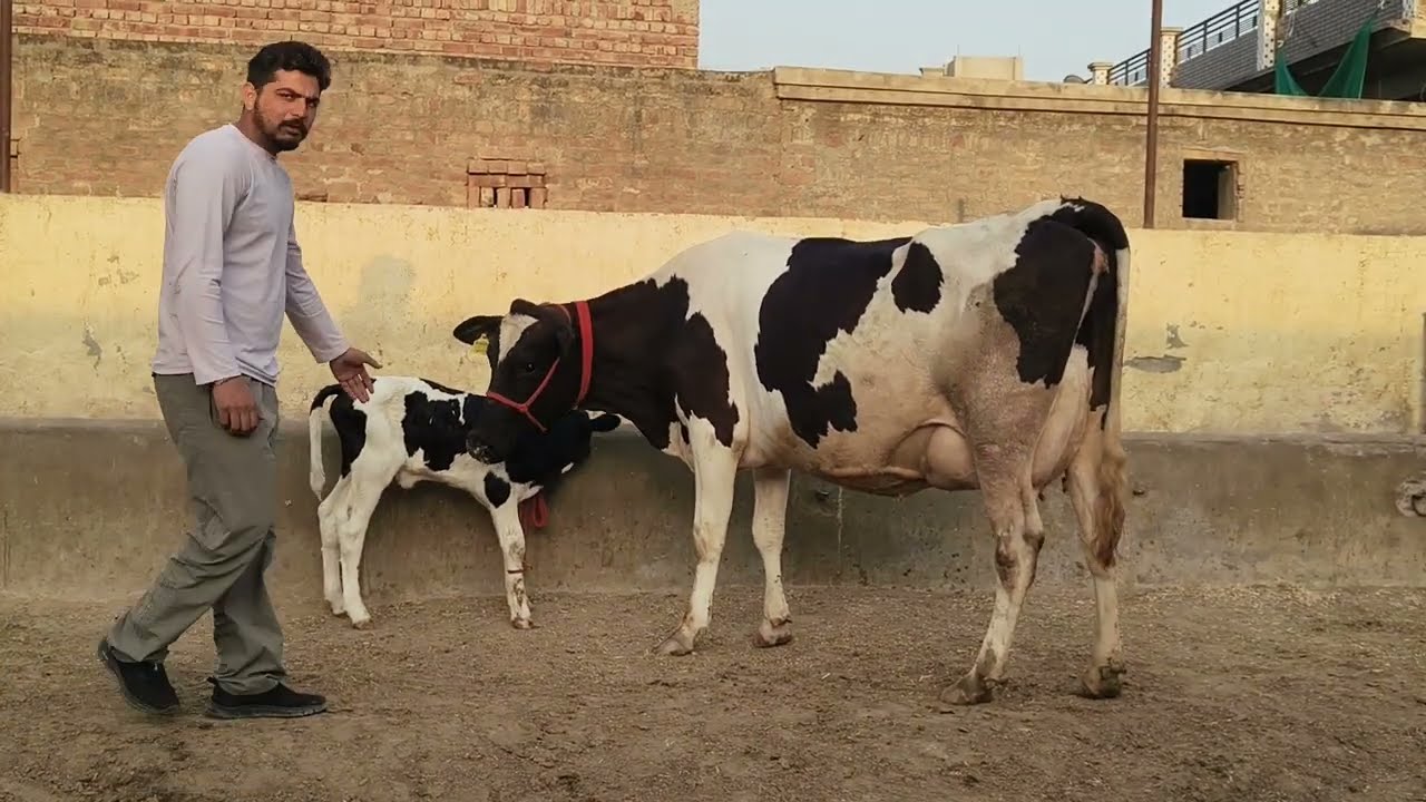 97796-21161, ਮਗਰ ਵੱਛੀ ਤਾਜ਼ੀ ਸੂਈ ਐਚ ਐਫ ਗਾਂ ਵਿਕਾਊ ਪਿੰਡ ਧੌਲਾ ਬਰਨਾਲਾ