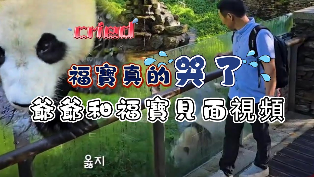 福寶和爺爺的見面視頻來了！ 福寶不僅認出了爺爺，而且她還哭了，這是一場令人難過的重逢