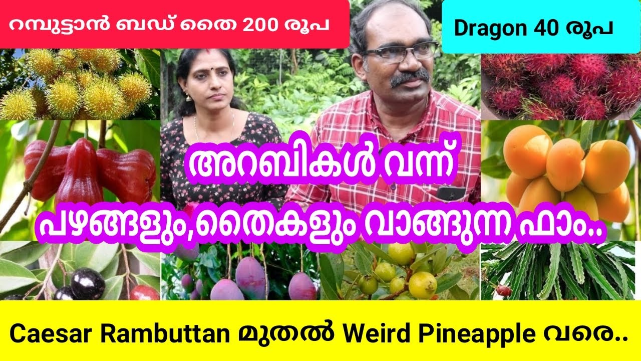 കായ്ച്ച റമ്പുട്ടാൻ തൈകൾ,സീസർ റമ്പുട്ടാൻ വലിയ തൈകൾ,വെറൈറ്റി മാവുകൾ, ഡ്രാഗൺ തൈകൾ.. #exoticfruitplants