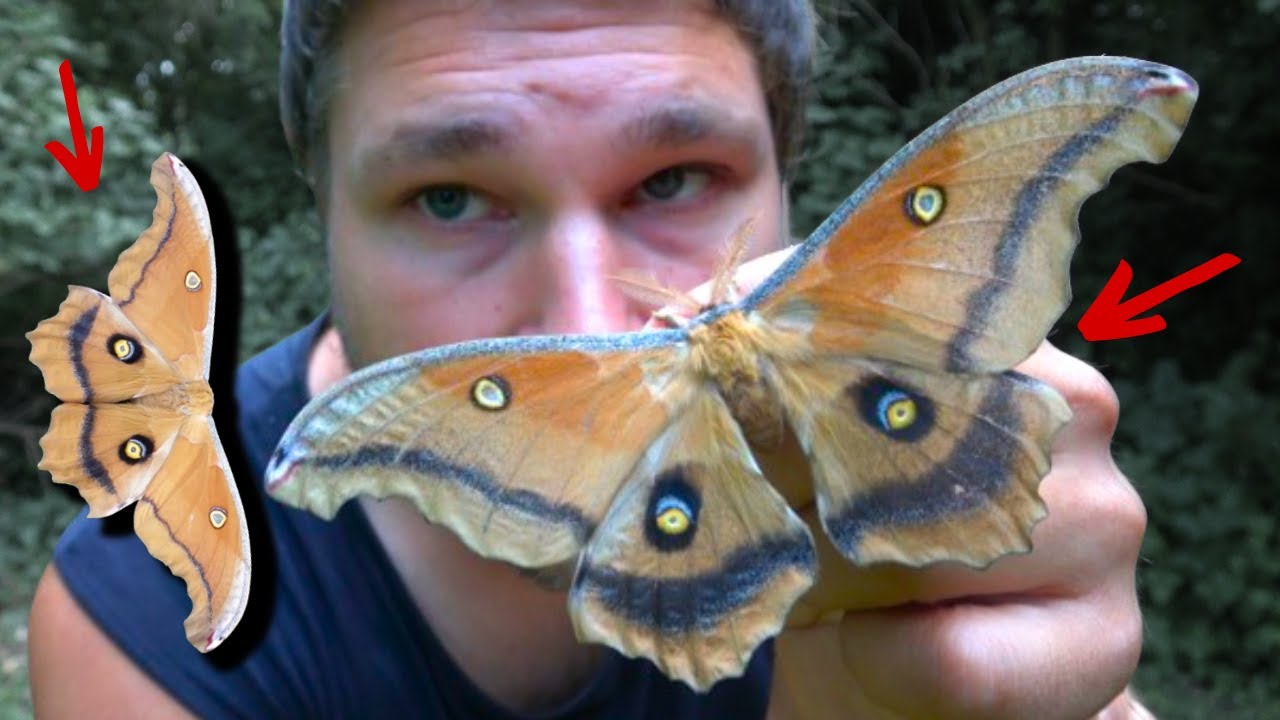 AWESOME Rare moth! Antheraea montezuma - 'Montezuma Emperor'  / 'Mexican Silkmoth' in MothCycles