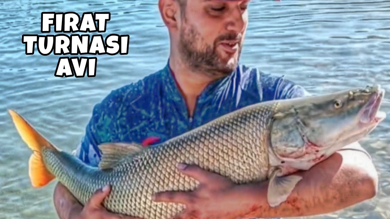 15+ Kg Fırat Turnası Avı ve Geri Salım