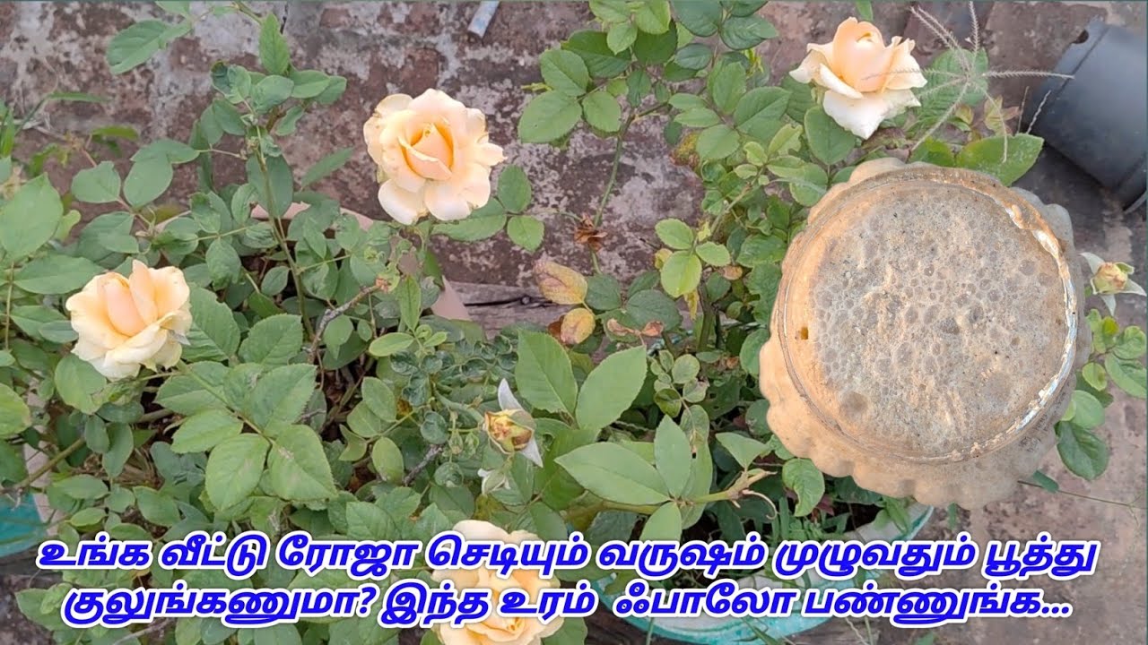 உங்க வீட்டு ரோஜா செடியும் வருஷம் முழுவதும் பூத்து குலுங்கணுமா? இந்த உரம்  ஃபாலோ பண்ணுங்க...