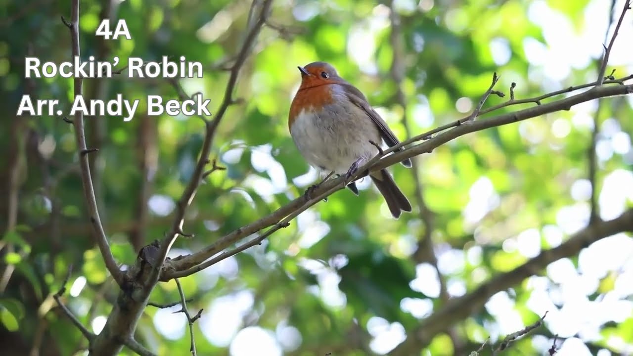 Rockin’ Robin  4A