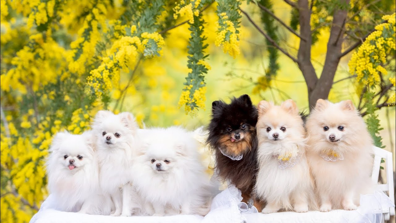 ミモザを満喫したメルファナティアラ