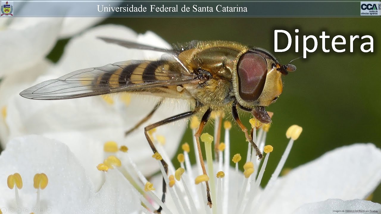 Diptera