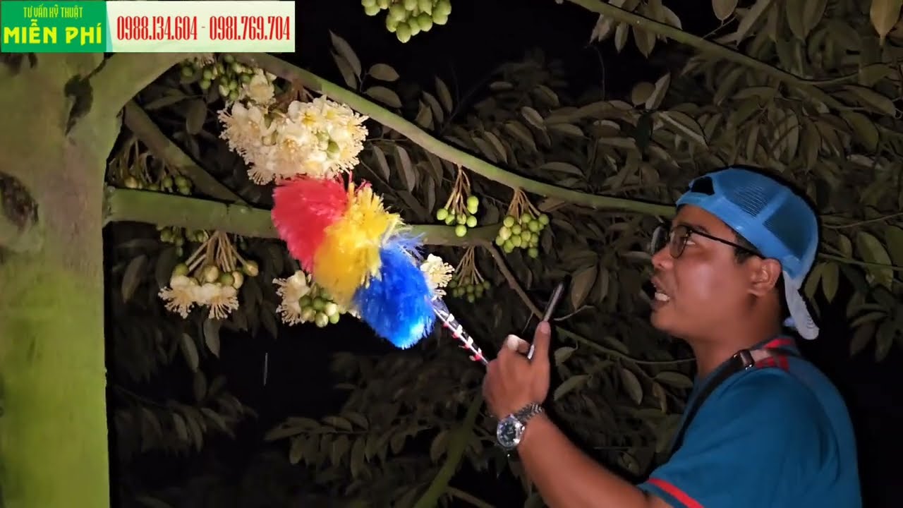 Thời Điểm Đi Thụ Phấn Cho Vườn Sầu Riêng Vào Ban Đêm