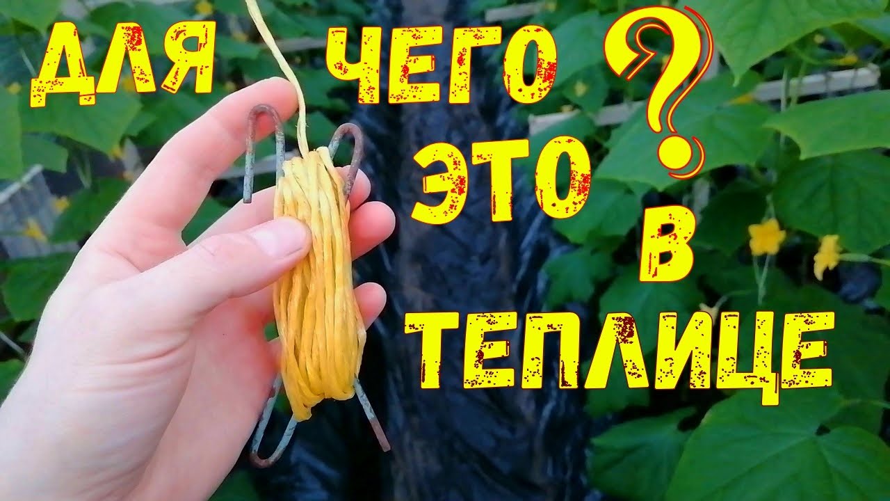 Для чего нужны крючки для подвязки огурцов, помидоров, перцев, баклажанов//сезон 2022//Таймлапс