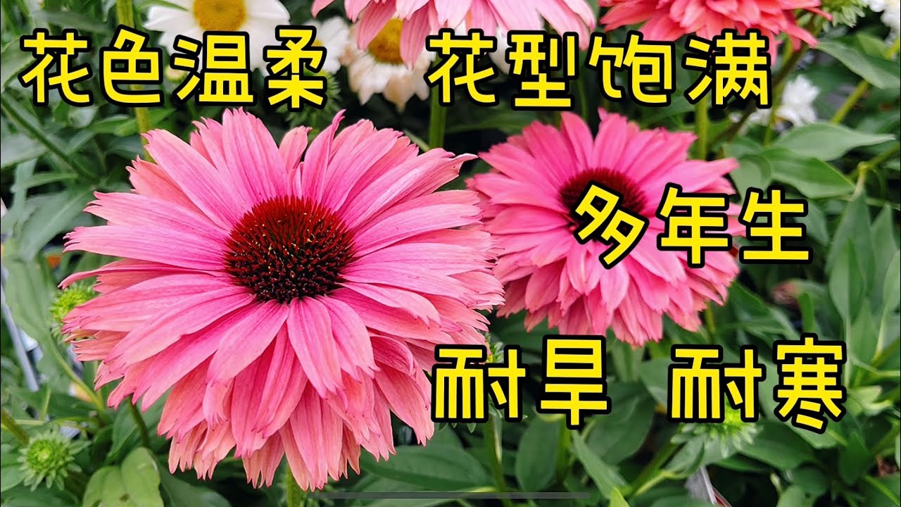 耐寒、耐旱、花期长的多年生花卉。【莎拉养花】