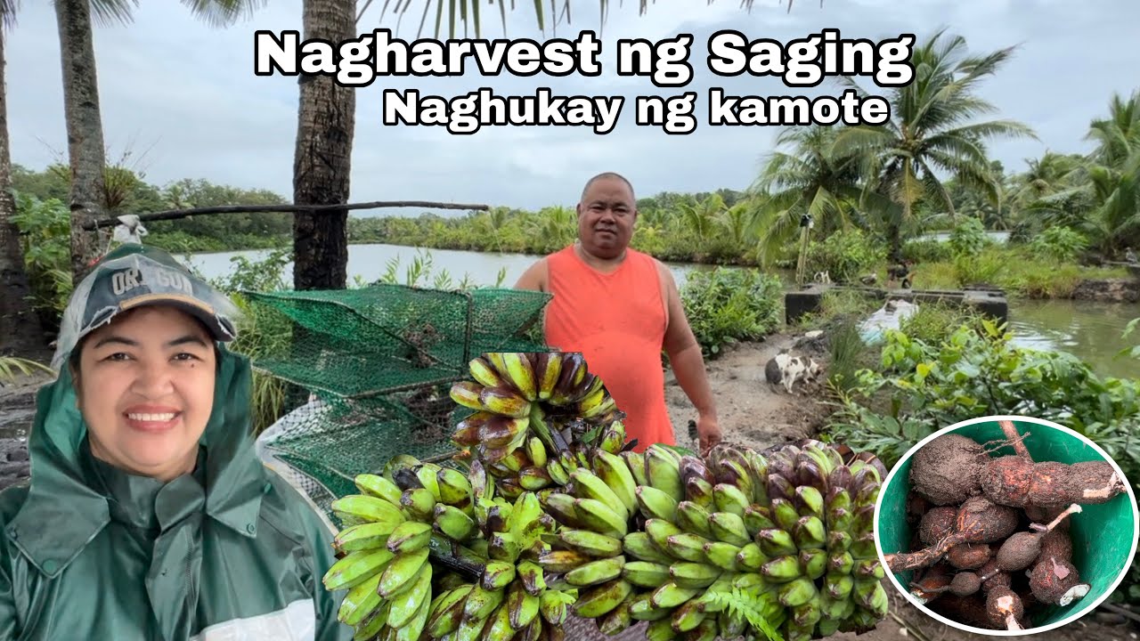 Nagharvest ng Saging at naghukay ng kamote | Inabutan kami ng malakas na ulan
