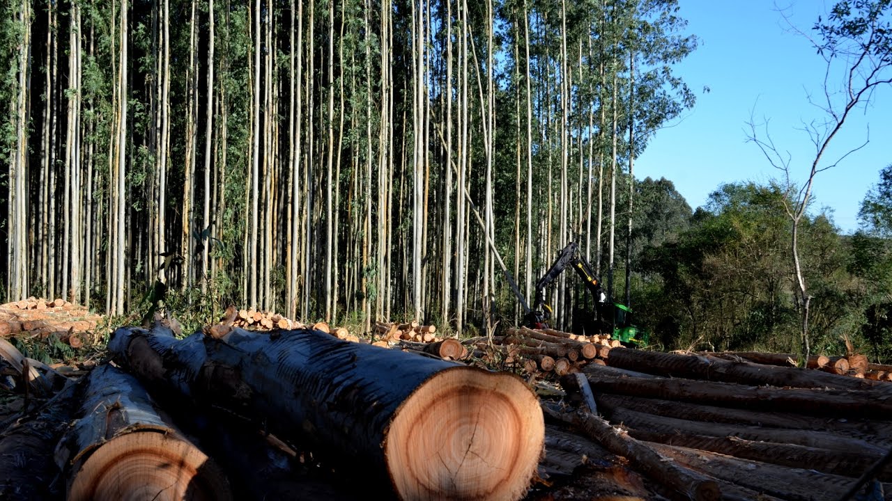 MS chega a um milhão de hectares de florestas plantadas