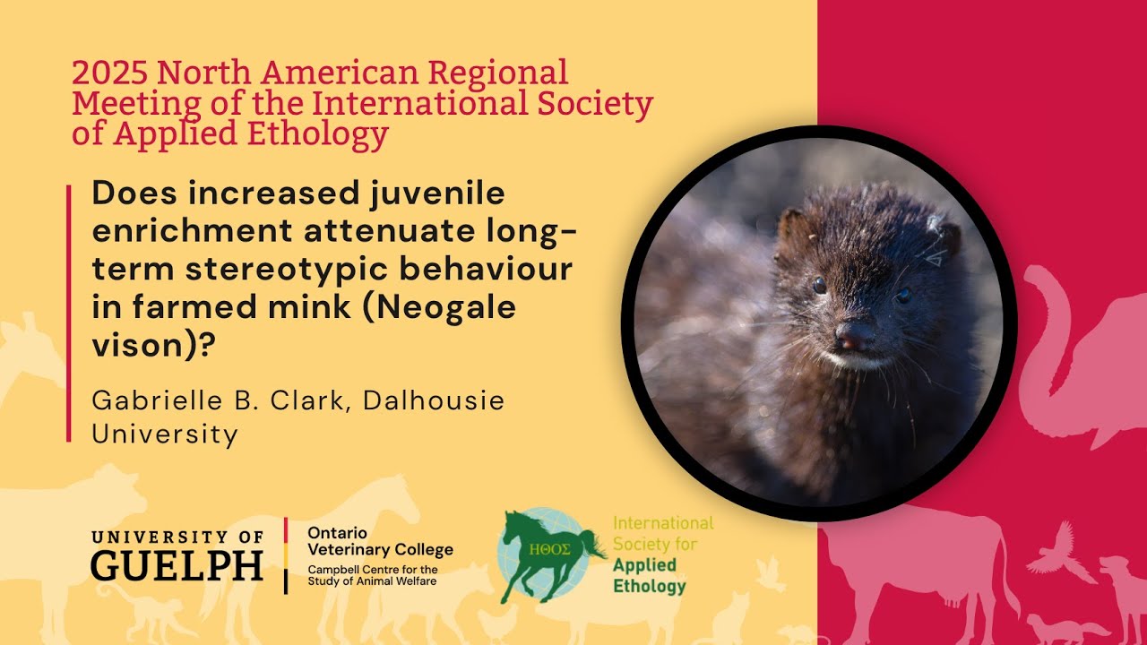 Does increased juvenile enrichment attenuate long-term stereotypic behaviour in farmed mink?