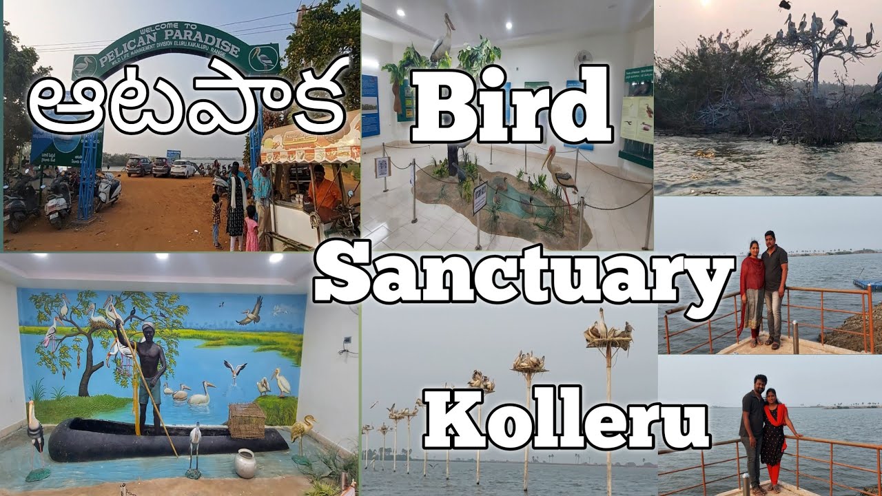 Atapaka Bird Sanctuary # Pelican Peradise# Kolleru#Andhra pradhesh Bird Sanctuary #AP Tourism