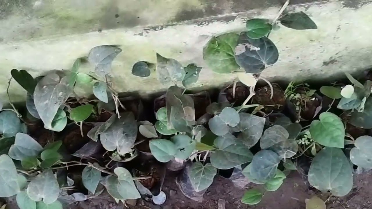 Unboxing Bibit Kemukus Dari AA Bibit Cikatomas Tasikmalaya