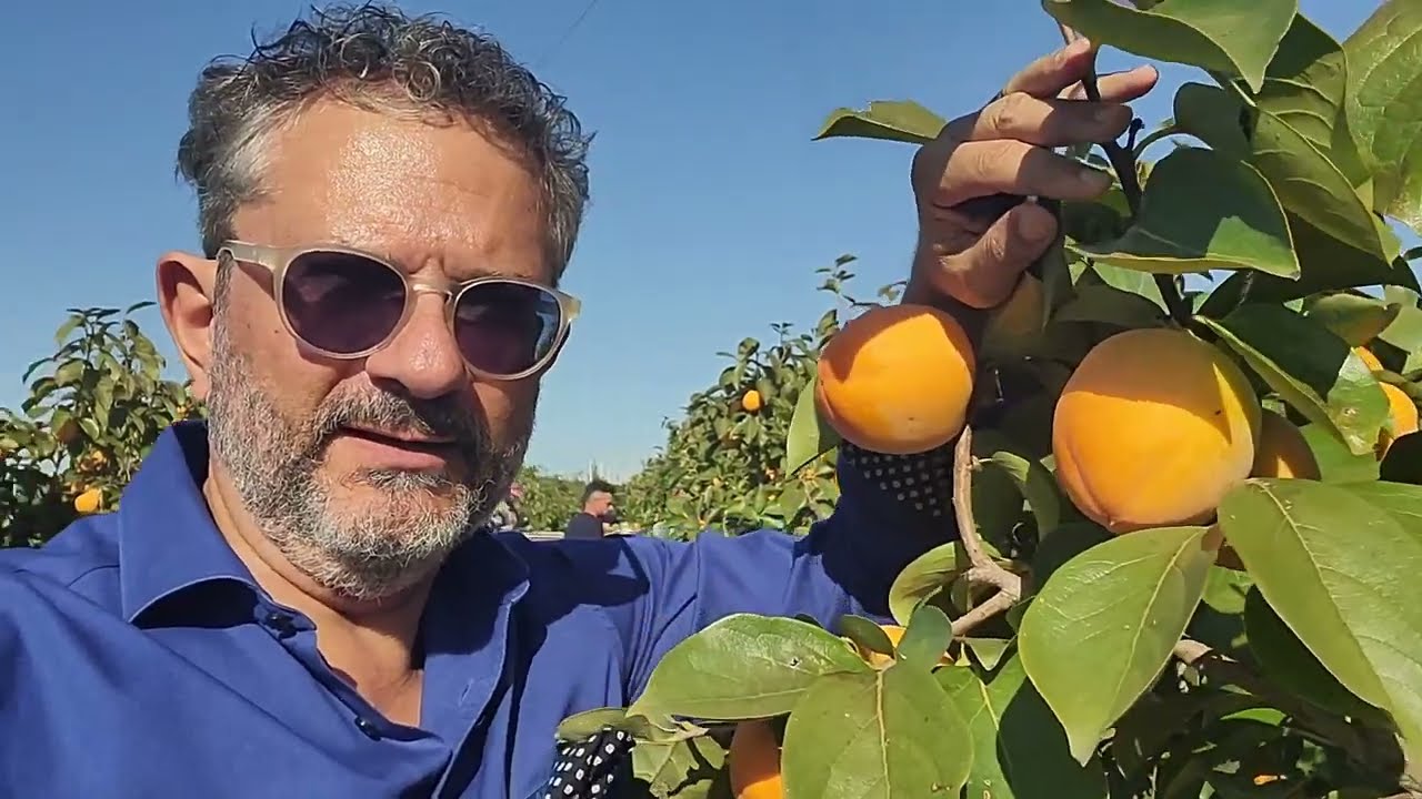 KAKI - La Raccolta del Rojo Brillante