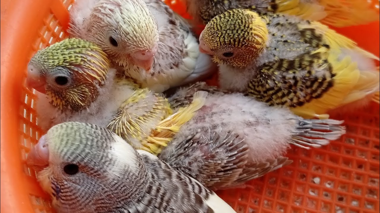 "Omg💞! Budgies breeding and chicks rearing secrets revealed bajri phir SE upper Chala Gia hai😍🐥