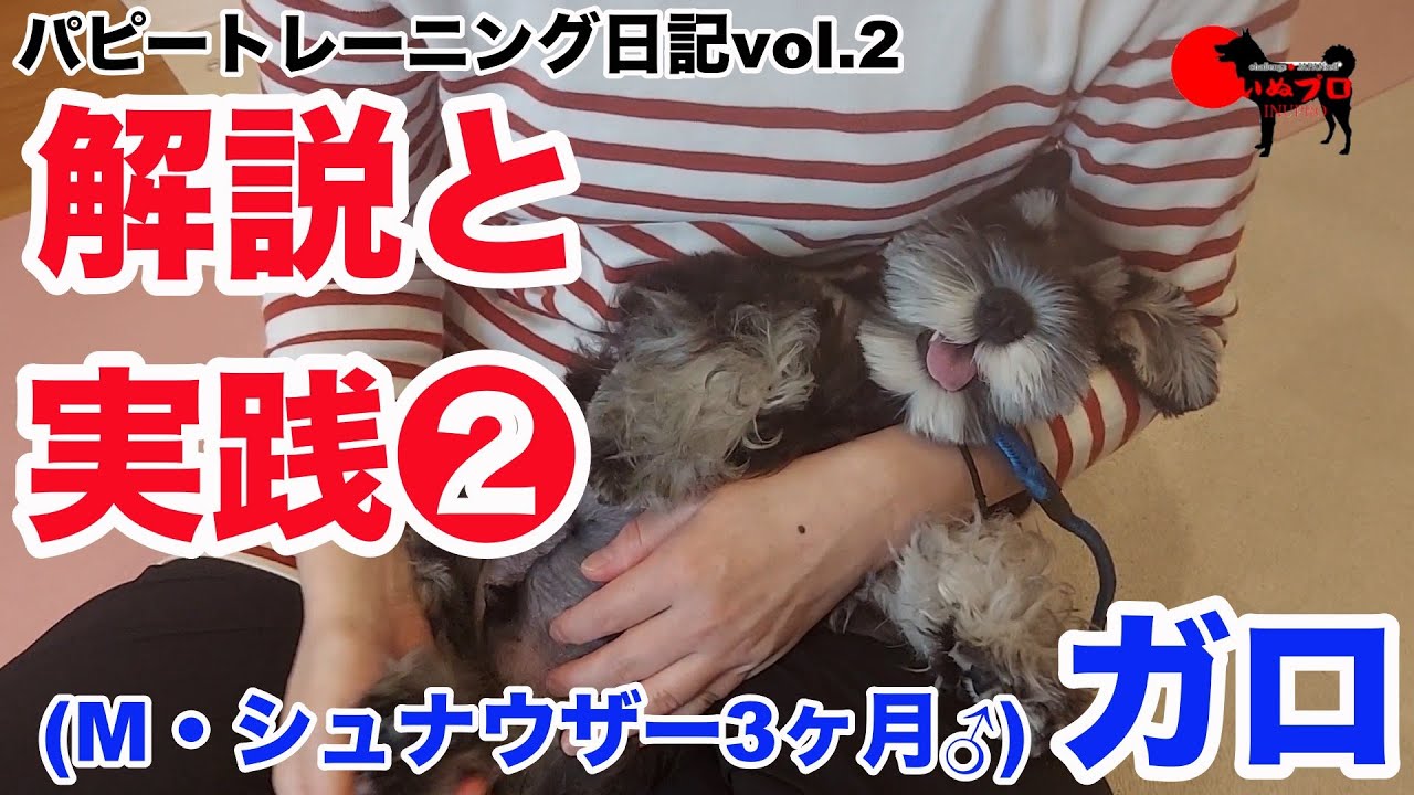 【M・シュナウザー♂３ヶ月】ガロのパピートレーニング日記〈第二弾〉解説と実践　❷  いぬプロ　inupro　パピートレーニング　子犬　しつけ