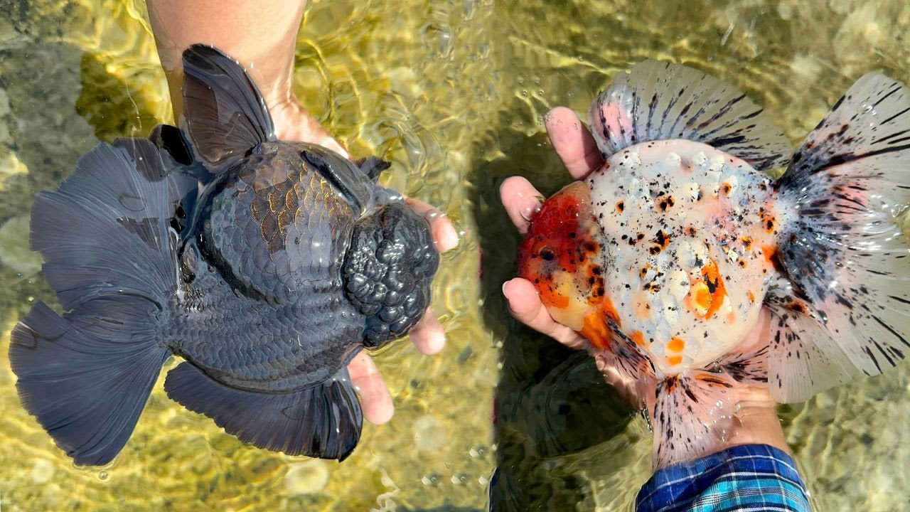 Quality and Beautiful fish 🐠🐠