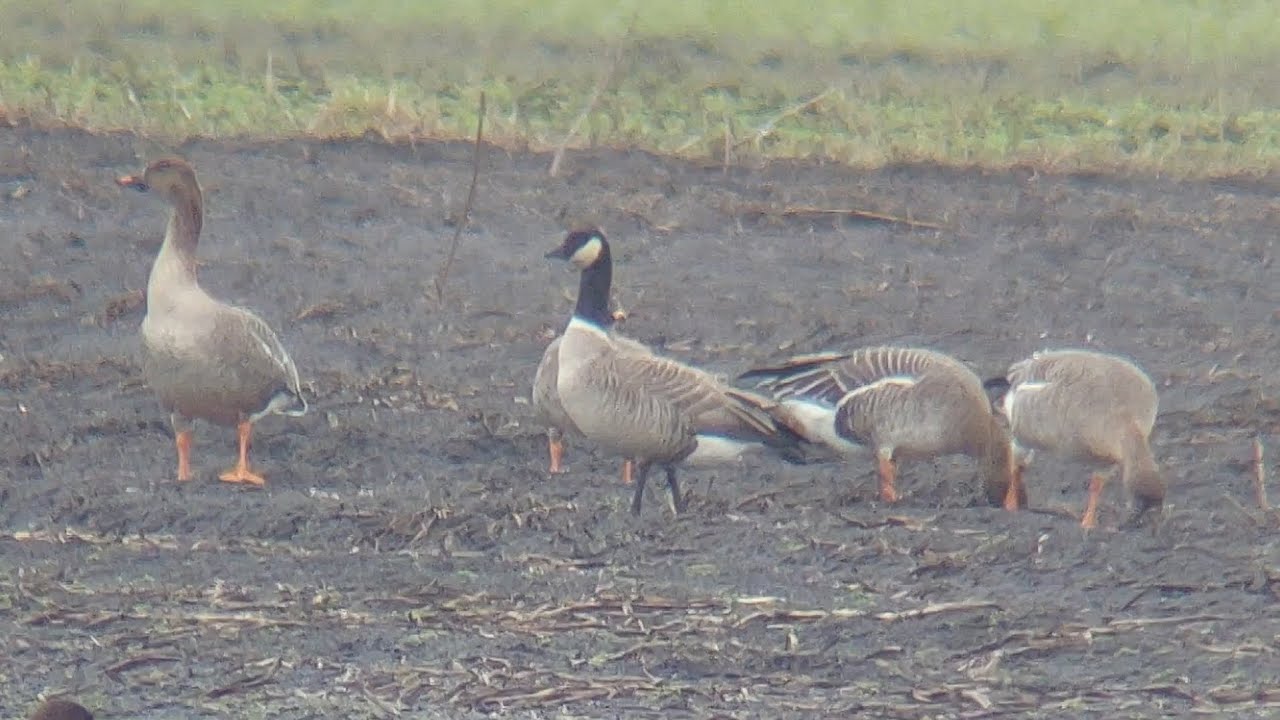 Hutchins' canadese gans in Zijdstukken 21-02-2026