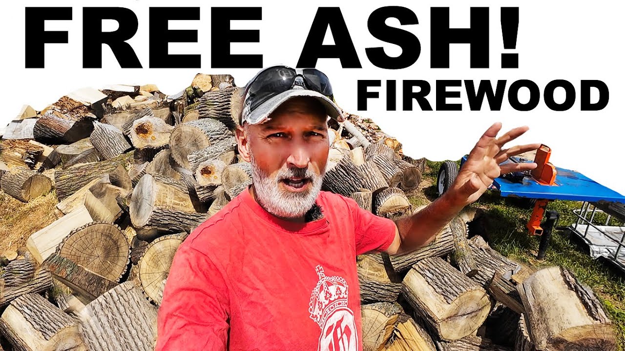SPLITTING SOME GREAT FREE ASH ROUNDS FOR FIREWOOD!