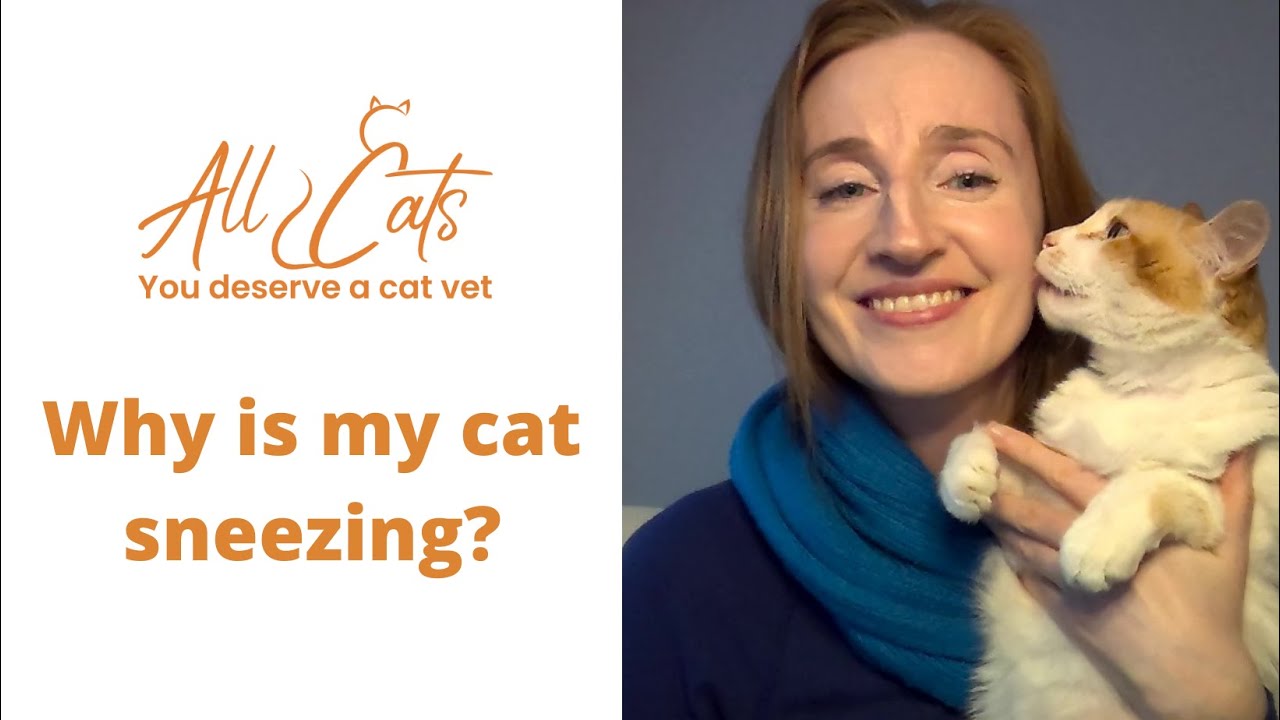Why is my cat sneezing?