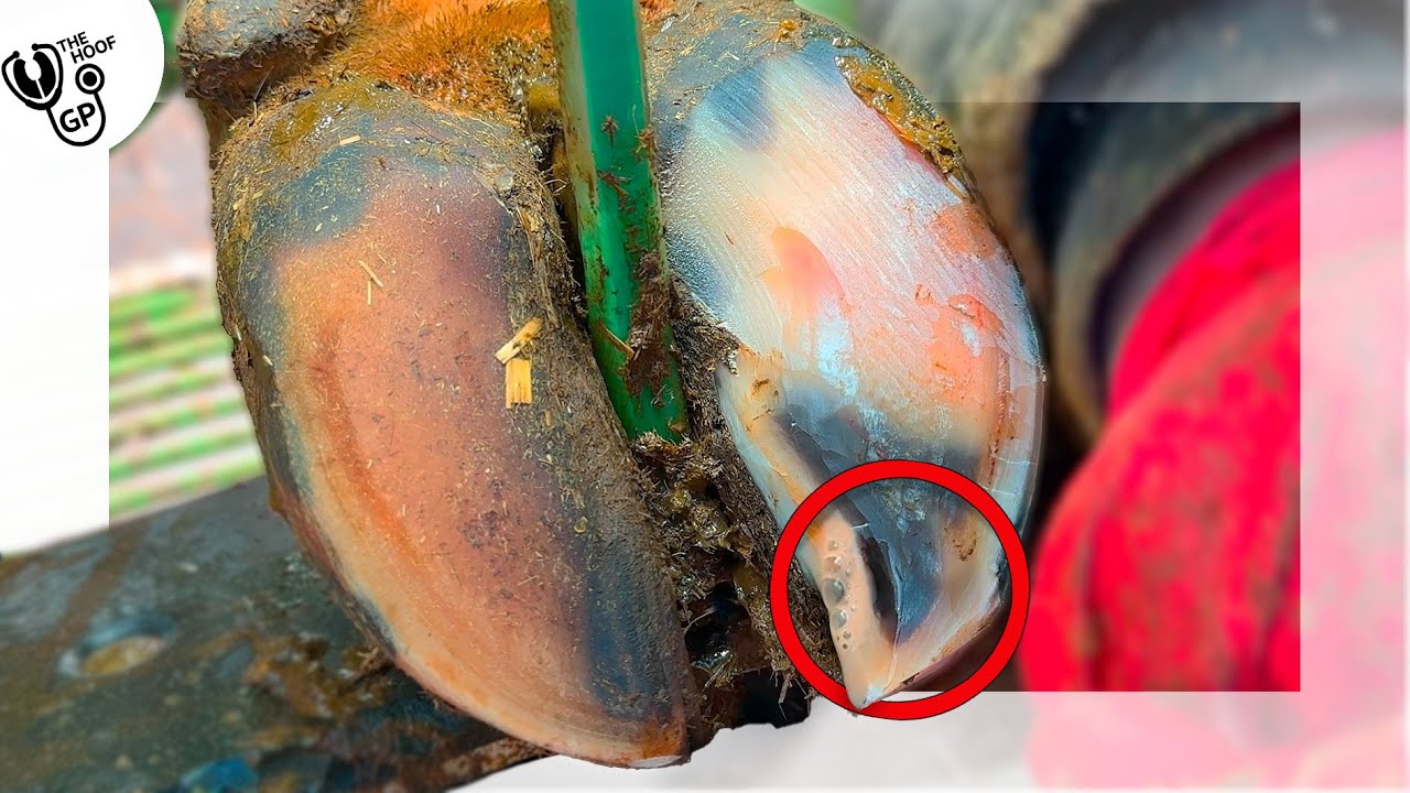 BUBBLES in this COW's HOOF