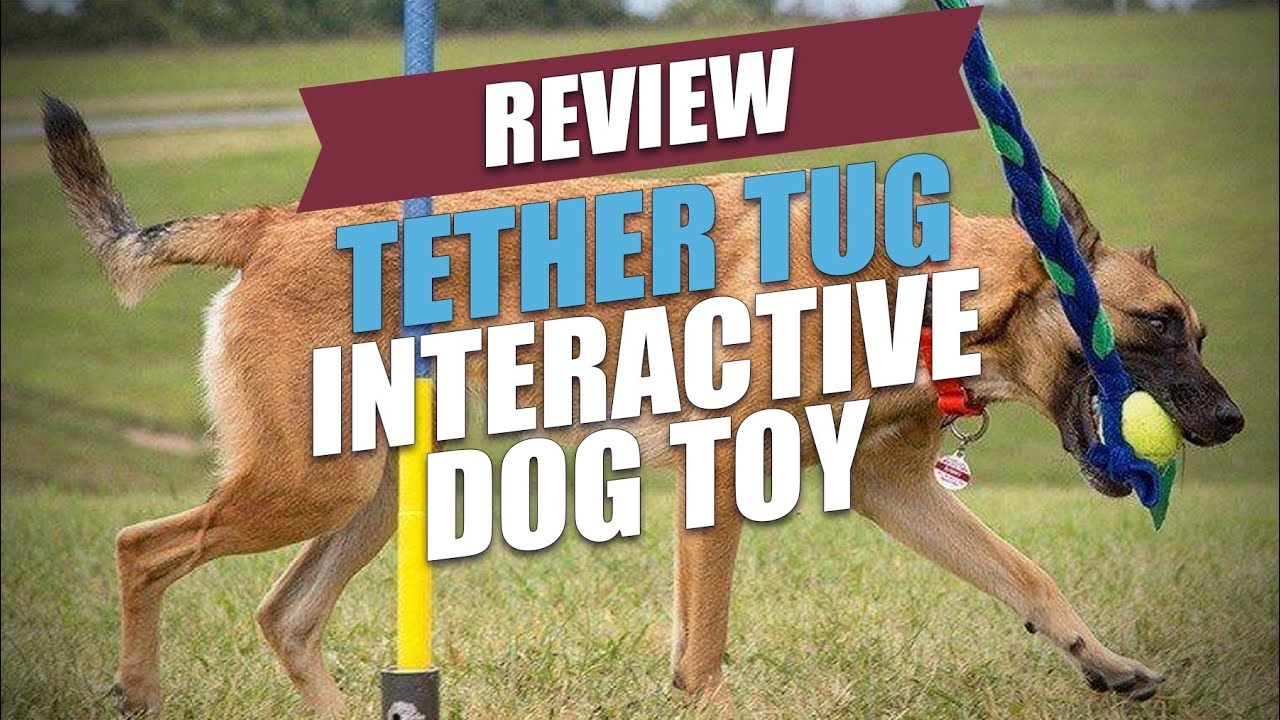Tether Tug Interactive Dog Toy Review