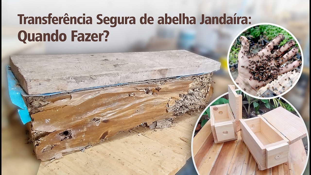Transferência Segura de abelha Jandaíra:  Quando Fazer?