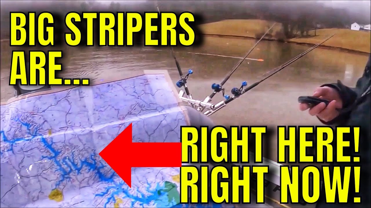 Pros Don’t Want You to WATCH THIS VIDEO. Catch Striped Bass RIGHT NOW!