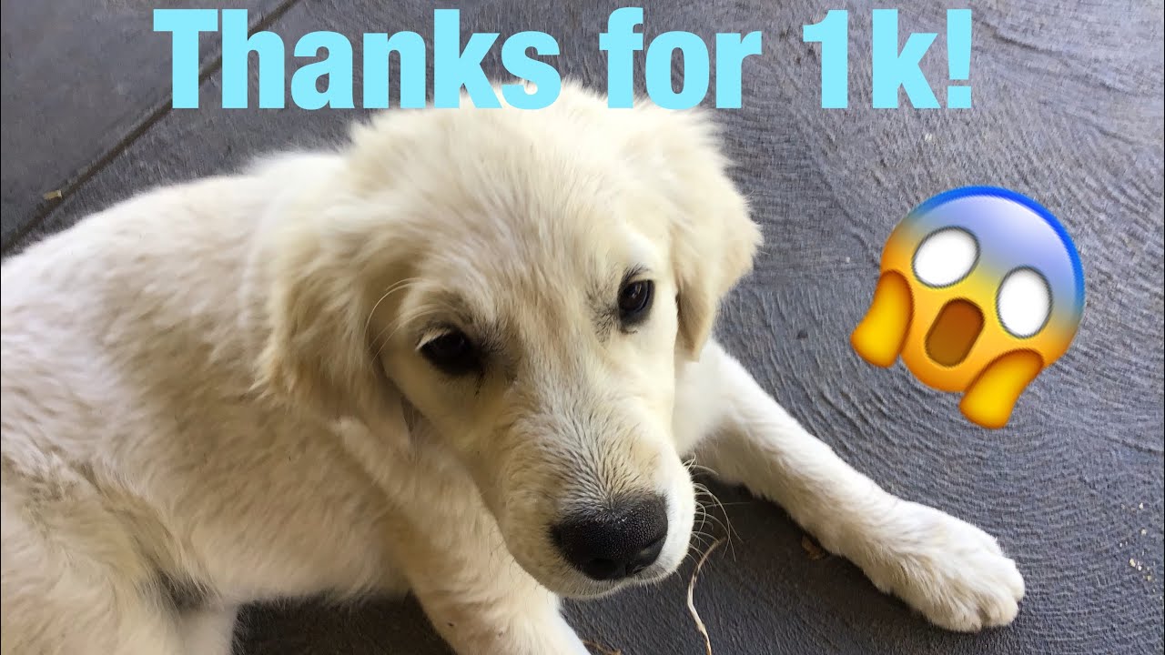 Thanks For 1k!!