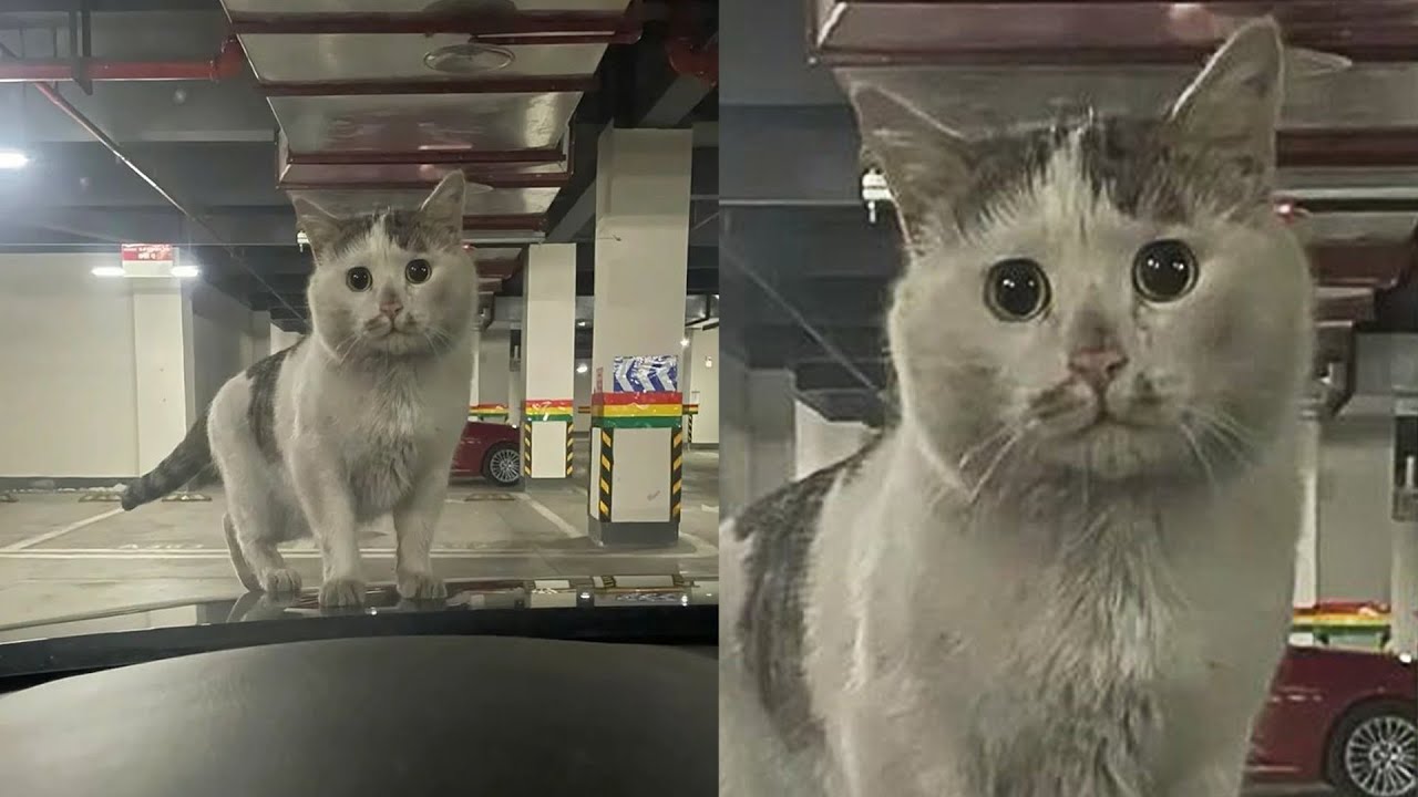 Cats Just Doing What Cats Do Best 🤣Funny Cats Videos 2025 🐱 Part 76