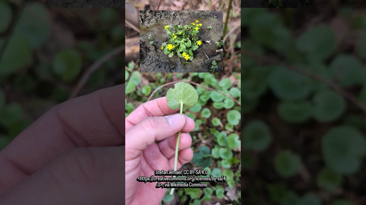 What to pick from the wild in early spring now? #nature #herbs