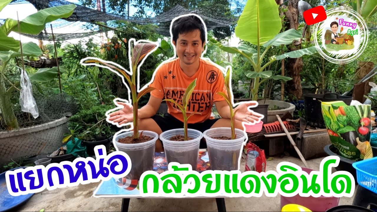กล้วยด่างแดงอินโด สอนวิธีแยกหน่อแบบง่ายๆ [Funny Agri EP.3]