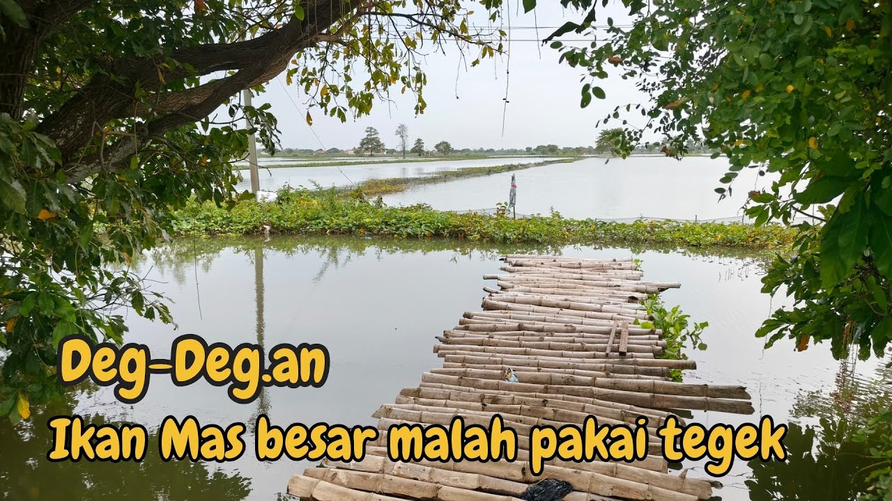 Mancing Banjiran ini Full strike ikan Mas !! 