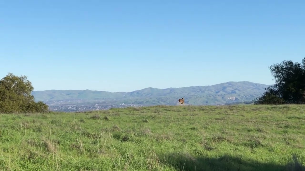 Deer 01/08/2026