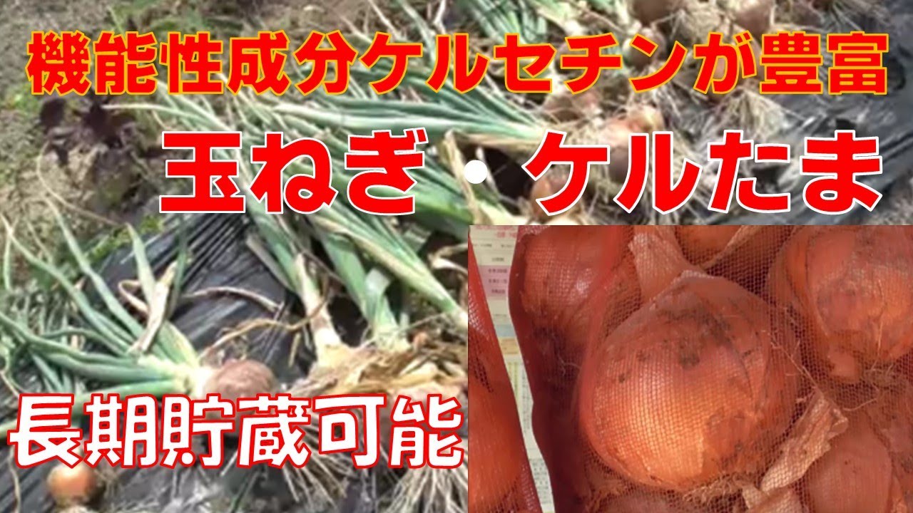 「ケルたま」というタマネギは、血液をサラサラにし長期保存もできます