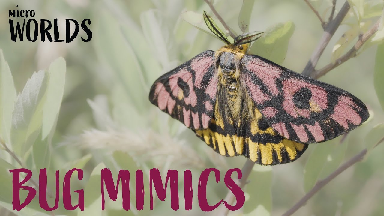 Microworlds: Bugs&mdash;Blending In or Standing Out