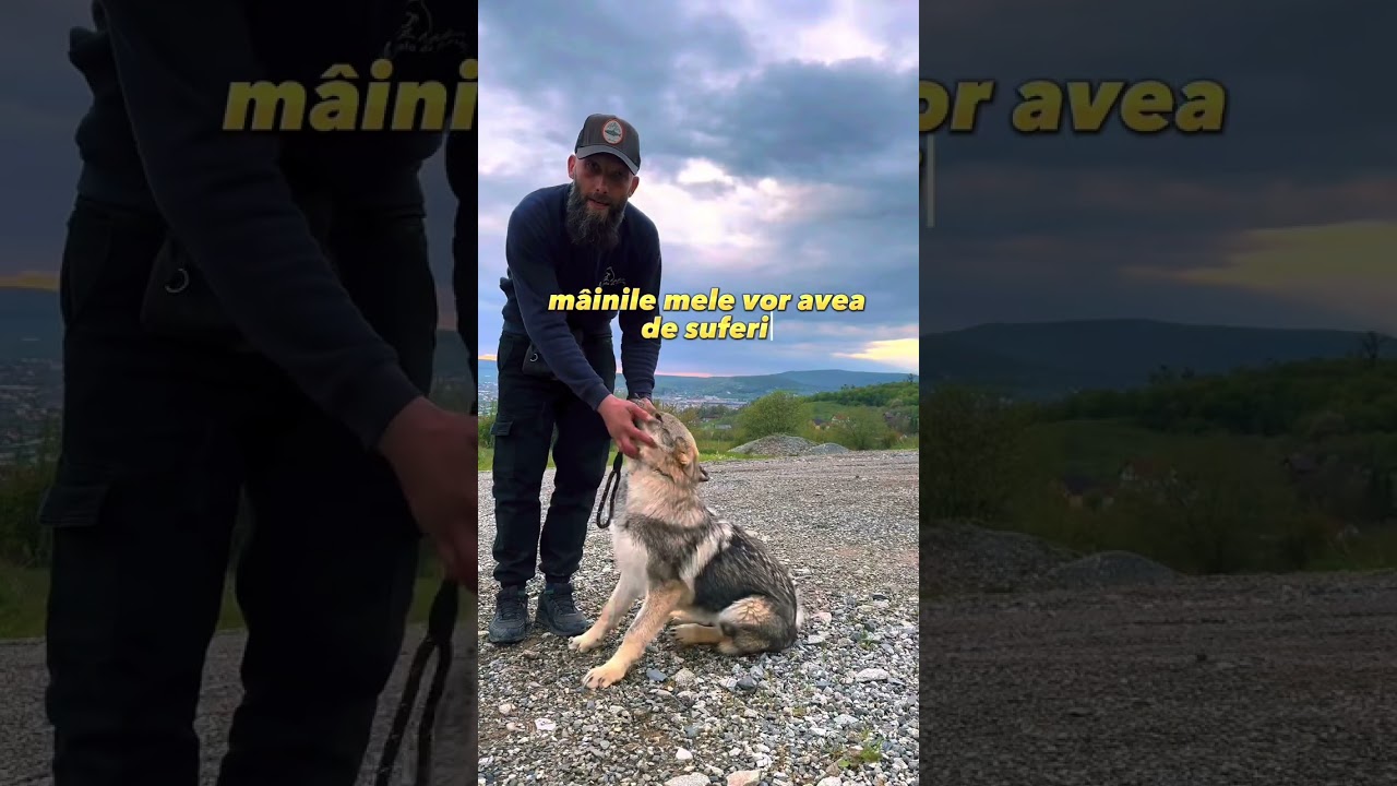 Dresaj cu lup cehoslovac🐺. Ziua 1