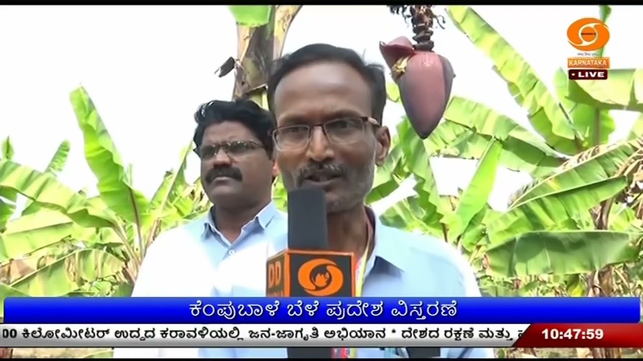 ಕಮಲಾಪುರ ಕೆಂಪುಬಾಳೆಗೆ ಕಾಯಕಲ್ಪ | ‌ಐಟಿ-ಬಿಟಿ ಇಲಾಖೆಯಿಂದ ಹೊಸ ಯೋಜನೆ