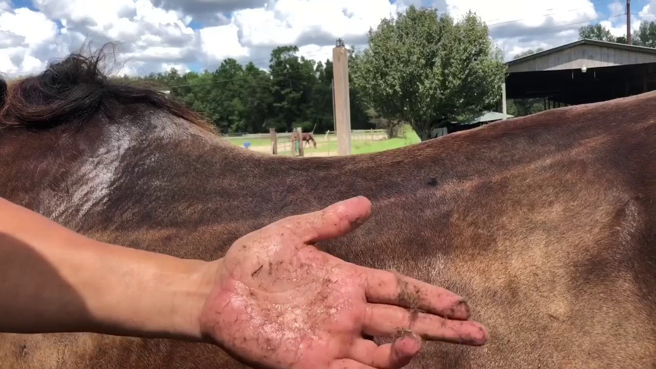 How to treat Rain Rot
